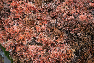 A textured wall of dried peach and brown gypsophila flowers, captured at the Wondrous Bloom Exhibition in Rayong, Thailand on June 1, 2025.