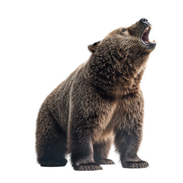 roaring brown bear isolated on transparent background.