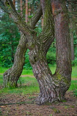 Obraz premium Nadwiślański Park Krajobrazowy