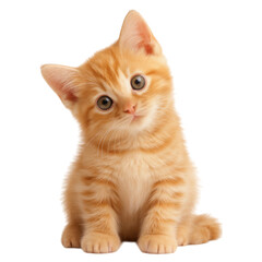 Curious orange kitten looking playful and engaged. isolated on a white background.