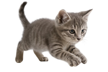 Obraz premium Playful kitten leaping in a dynamic pose isolated on a white background.