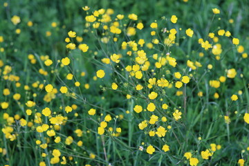 Masses of buttercups in a countryside meadow
