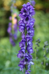 Aconitum napellus or monk's hood flowers