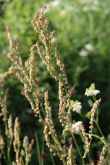 Close up of sorrel or rumex in a meadow