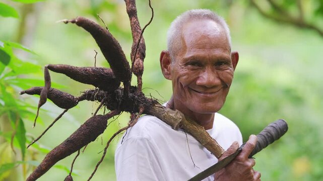 Portrait of elderly smiling asian farmer with harvested cassava roots on farm, old man, looking at camera, yuca or manioc farming, tropical crop in asia