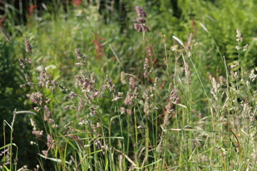 Grasses and wild flowers in a roadside verge