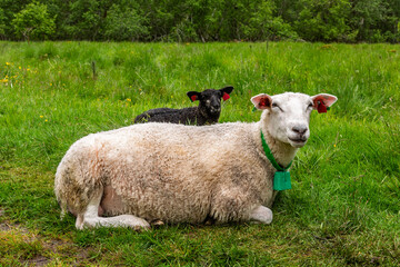 A sheep and a lamb relax on a lush green field surrounded by trees on a cloudy afternoon, enjoying...
