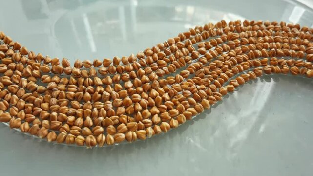 Close-up of yellow seeds