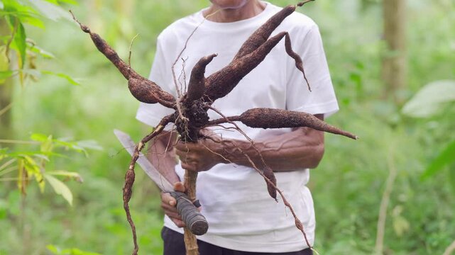 Farmer holding harvested cassava roots on field, yuca or manioc farming, tropical crop