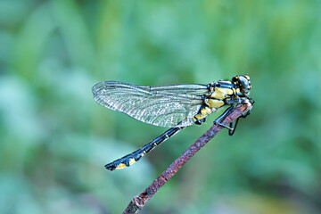 Hagenius brevistylus (Hagenius brevistylus) - large dragonfly with black and yellow markings sits on a branch