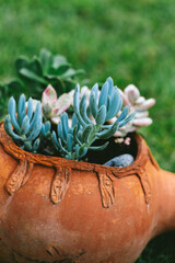 Close-up of delicate blue succulent growing from rustic terracotta pot outdoors, expressing grounded elegance, peaceful growth and natural balance in minimalism.