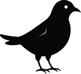 vector illustration of a Black Cowbird