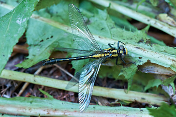 Hagenius brevistylus (Hagenius brevistylus) - large dragonfly with black and yellow markings sits on a leaf, top view