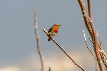 Erithacus rubecula pertenece a la familia de Muscicapidae.