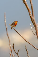 Erithacus rubecula pertenece a la familia de Muscicapidae.