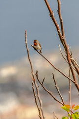 Erithacus rubecula pertenece a la familia de Muscicapidae.