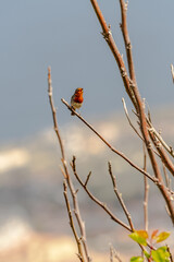 Erithacus rubecula pertenece a la familia de Muscicapidae.