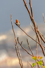 Erithacus rubecula pertenece a la familia de Muscicapidae.