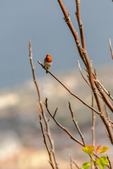 Erithacus rubecula pertenece a la familia de Muscicapidae.