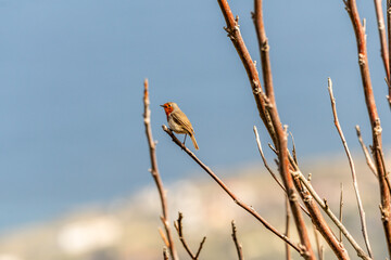 Erithacus rubecula pertenece a la familia de Muscicapidae.