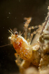 small squat lobster Galathea intermedia Alghero mediterranean sea, Sardinia Italy