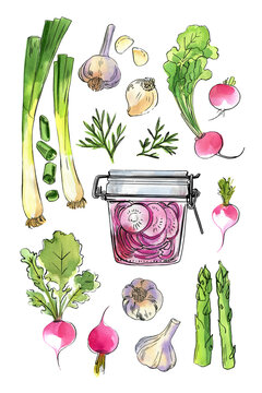 Jars with fermented vegetables. Radish, onion, cucumber, dill in a glass jar. Watercolor illustration of food on a white background. Color and ink	