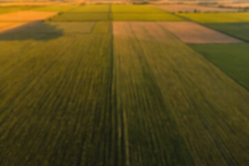 Obraz premium The wheat fields are blurry, the afternoon atmosphere looks like the sunset is shining on the wheat plants.