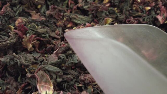Handheld shot of roselle (Hibiscus sabdariffa) flowering plant, close up shot