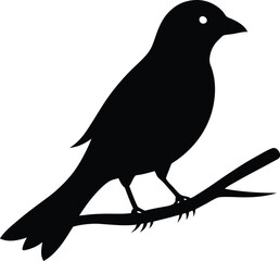 vector illustration of a bird