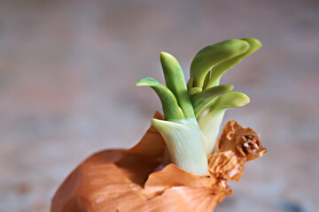 Fresh green onion sprouts. Close-up. Selective focus.