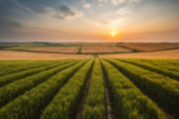Obraz premium The wheat fields are blurry, the afternoon atmosphere looks like the sunset is shining on the wheat plants.