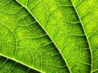 Close-up of Vibrant Green Leaf Vein Pattern, Nature Texture