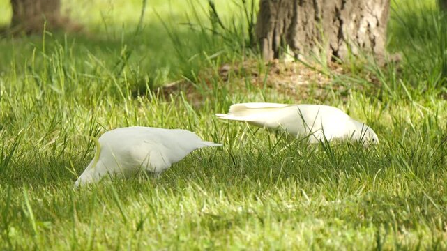 Cockatoos eating in the grass