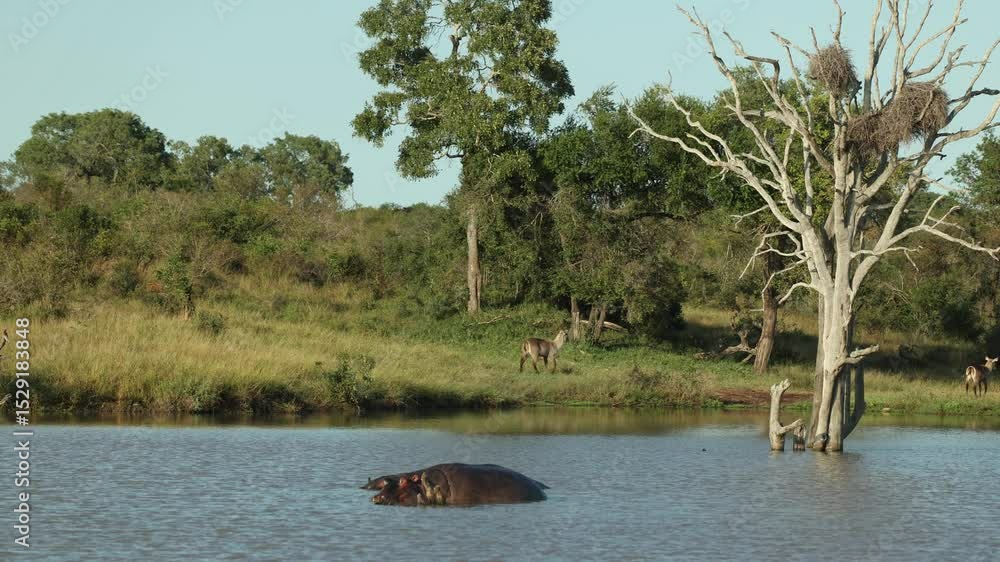 Poster two hippos relaxing in a waterhole with a dead tree full of bird nests behind them while a lone wate