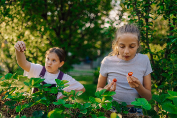 Two young girls harvesting strawberries in lush green garden