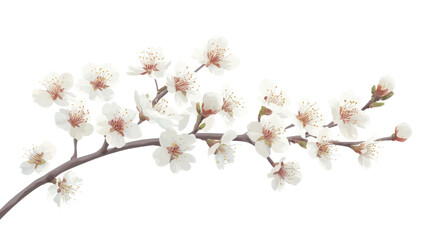 branch of cherry blossom on white background