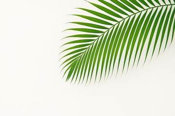 Fototapeta premium Green Palm Leaf on White Background with Minimalist Composition