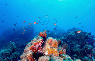 Underwater coral reef