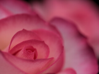 5月に美しく咲いたピンク色のバラ「ニコール」