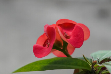 Close up picture of red euphorbia flower