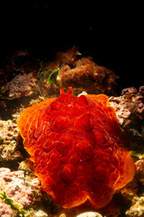 Turtle Sea slug, Pleurobranchus testudinarius, Sardinia, Mediterranean Sea