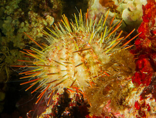 melon urchin (Echinus melo), on sea ground, Sardinia, Alghero, Mediterranean sea, Italy