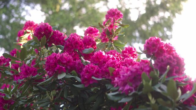 Colorful rhododendron flowers pollinated by bees and bumblebees in spring