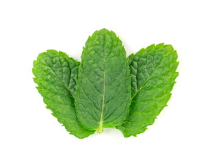 Mint leaves isolated. Peppermint leaf set, green fresh mint, spearmint menthol plant close up