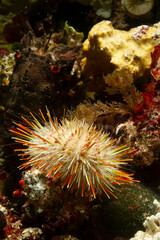 melon urchin (Echinus melo), on sea ground, Sardinia, Alghero, Mediterranean sea, Italy