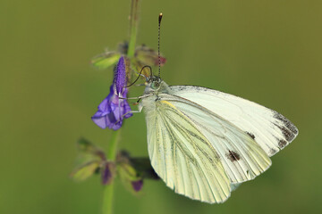 Pieris butterfly on meadow flower