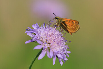 Skipper butterfly on wild pink flower