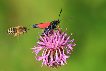 Bee and Zigaena butterfly on pink flower