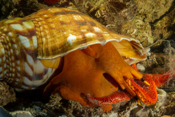 Triton´s Horn, Trumpet Shell, Atlantic triton (Charonia lampas - Charonia variegata) chasing a...