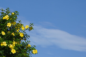 Yellow blossom flowers against blue sky